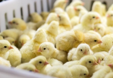 België herwint vrije status voor hoogpathogene aviaire influenza