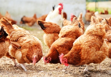België voert afschermplicht in voor pluimvee vanaf 23 november