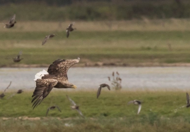 België vraagt "kritische verduidelijkingen" over Europese natuurherstelwet