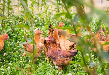 Betere productiviteit en dierenwelzijn als uitgangspunt bij ambitieus Europees onderzoek naar stressreductie bij leghennen 