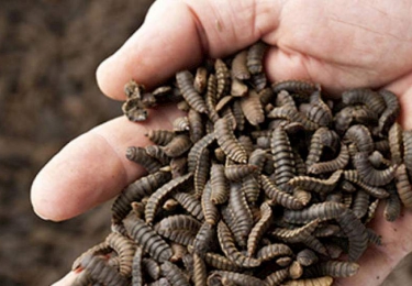 Binnenkort mogelijks insecten in uw pluimveevoeder
