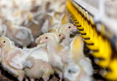 (+) Binnenkort voetzoollaesiesscores voor Vlaamse vleeskuikens