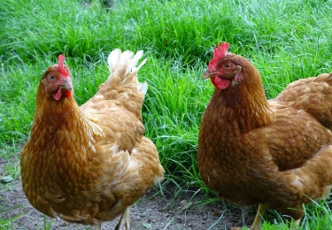 (+) Bio-legkippensector onder druk