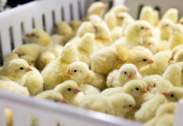 Bundersverband Ei wil verbod op het afdoden van eendagskuikens voor gans Europa