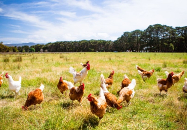 Colruyt steunt met solidariteitjes pluimveehouders tijdens de vogelgriep 