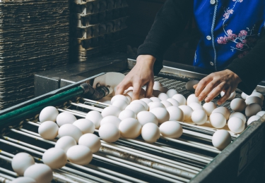 De grootste Oekraïense eierproducent riskeert nog verdere bedrijfssluitingen