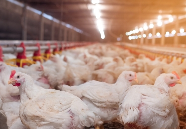 (+) Deinzenotering stabiliseert verder op recordhoogte