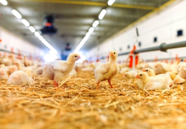 Departement Omgeving hanteert vanaf 14 februari een hogere geuremissiefactor voor vleeskippenbedrijven 