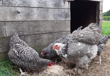 Derde besmetting met HPAI H5N8 door aangekochte besmette dieren bij vogelhandelaar uit Menen