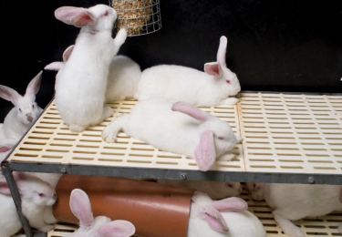 Deze week zet VLAM konijn als duurzame en hippe vleessoort in de kijker tijdens “De week van het konijn” (29 jan – 5 feb) - ondanks protest van dierenrechtenorganisaties