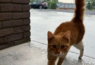 Eerste geregistreerd geval van vogelgriep bij katten in België 	 