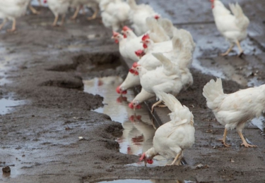 Eerste laserresultaten hoopvol in strijd tegen vogelgriep