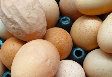 Egg Drop Syndrome (EDS) vastgesteld in Zuid-Nederland
