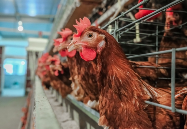 EU moet reageren op burgerinitatief 'Stop de kooien'