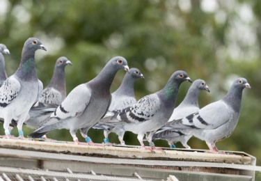 FAVV bevestigt uitbraak paramyxovirus bij duivenhouder in Houffalize