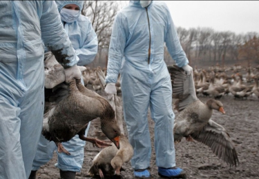FAVV waarschuwt voor erg zwaar vogelgriepseizoen