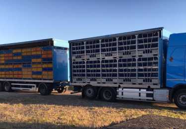 File en hitte geen goed huwelijk bij braadkippentransport