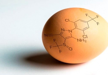 Fipronil-blokkades drijven Nederlandse pluimveehouders naar rechter