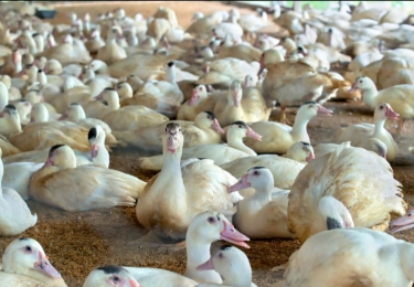 Frankrijk denkt na om in de toekomst te vaccineren tegen vogelgriep
