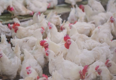 Getroffen H3-bedrijven wachten op Vlaamse witte rook