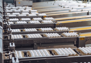 Grootste Oekraïnse eierproducent krimpt productie sterk in
