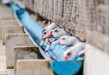 Grote opstoot van vogelgriep aan westkust Frankrijk