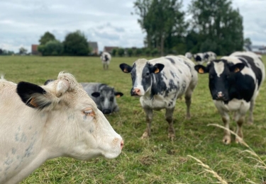 H5N1-virus kan zich vermeerderen in de luchtwegepitheelcellen van runderen