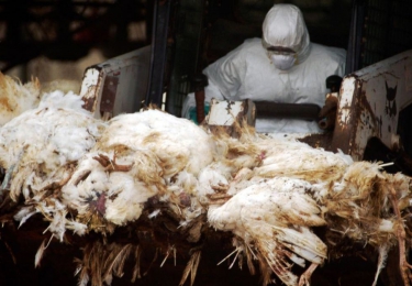 H5N8 duikt op in Bulgarije, tweede uitbraak in Tsjechië