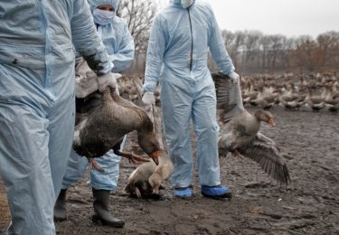 H5N8-vogelgriep nadert Belgische grens