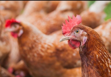 Hart van de pluimveesector opnieuw getroffen door vogelgriep 