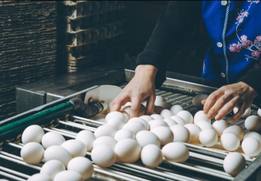 Hoofdverdachten fipronilaffaire kennen hun verdict