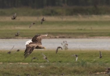 Hoogpathogene vogelgriepvirus ontdekt in Denemarken