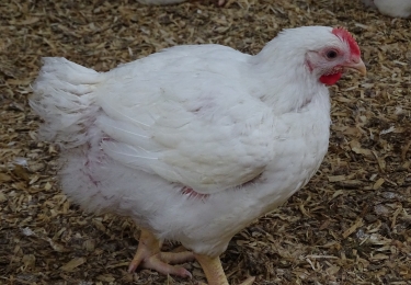 ILT gediagnosticeerd bij braadkippen in Meetjesland