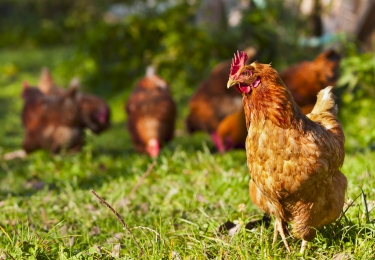 Kippen niet vatbaar voor het SARS-CoV-2-coronavirus
