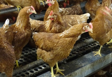 Kippenverenverwerker Empro veroordeeld voor geurhinder