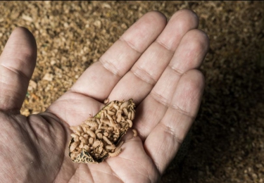 Kweken we binnenkort massaal insecten op pluimveemest?