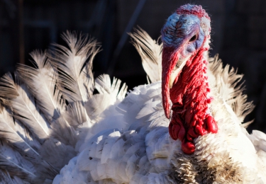 Laagpathogene H6 vogelgriepvirus duikt op bij leghennen- en kalkoenbedrijven in 6 verschillende Nederlandse provincies