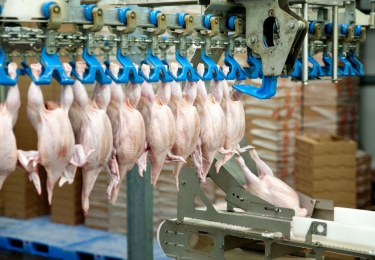 Landsbond Pluimvee hekelt éénzijdige verhoging bijdrage BFA-fonds voor Salmonella positieve braadkippen