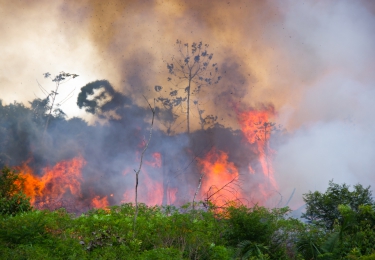 Leggen bosbranden Amazonewoud Mercosurdeal in de as?