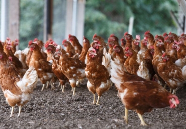 Nederland trekt ophokplicht (grotendeels) in