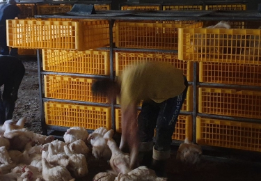 Nederlandse pluimveesector krijgt Zweedse vangmethode door zijn strot geduwd
