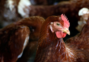 Nieuwe besmettingshaard van H5N1 opgedoken in Luik