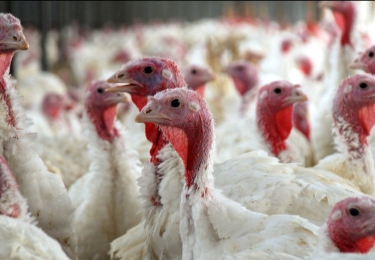 Nieuwe haard ontdekt van HPAI op kalkoenhouderij in Alveringem