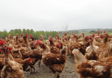 Nieuwe vogelgriepuitbraken op drie continenten