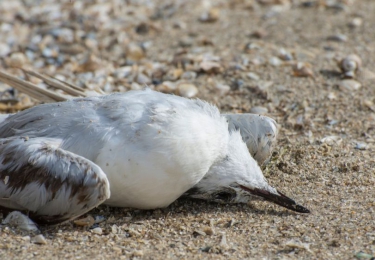 Noodtoestand in Brazilië na uitbraak van vogelgriep