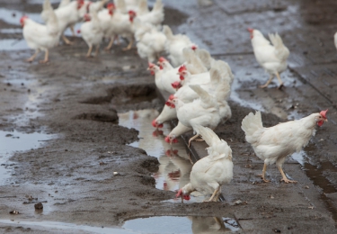 Ophokplicht in België blijft uit ondanks toenemende uitbreiding H5N8-virus