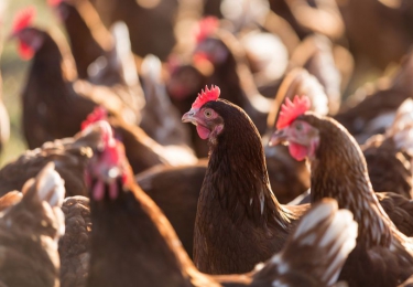 Opnieuw vogelgriepuitbraak in Nederland, ditmaal op leghennenbedrijf in Sint-Oedenrode