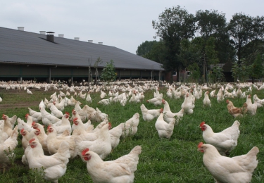 PCLT focust met nieuwe pluimveecursus op actieve pluimveehouders