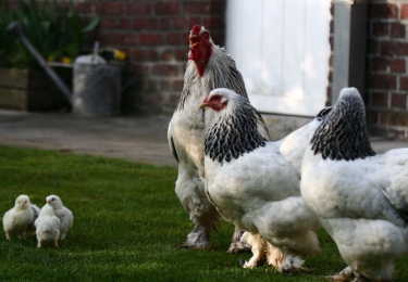 Pluimvee bij hobbyhouder in Diksmuide geëuthanaseerd na vogelgriepbesmetting