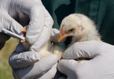 Pluimveebedrijven in 3 kilometerzone Weert negatief bevonden voor vogelgriep